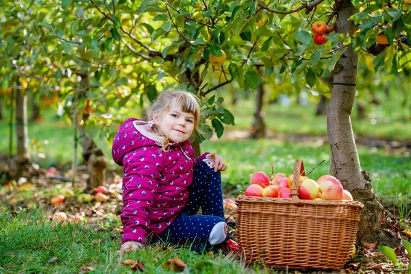 Niña Preescolar Ropa Colorida Con Cesta Manzanas Rojas Huerto Orgánico — Foto de Stock