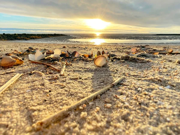 Sea Shells Sand Sea Waves Golden Sand Beach Sunset Tropical — стоковое фото