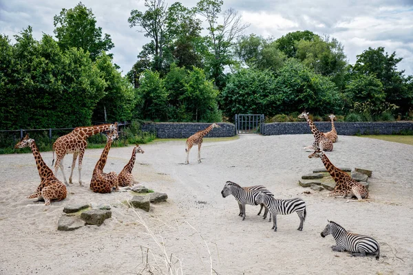 Zsiráfok Zebrák Egy Vadasparkban Állatkerti Szafari Napos Nyári Napon Tevékenység — Stock Fotó
