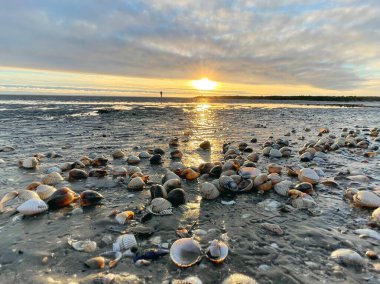 Sea shells on sand. sea waves on the golden sand at beach. Sunset on tropical island, ocean beach