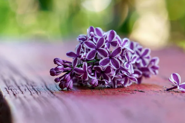 丁香盛开 一束美丽的紫丁香特写 — 图库照片