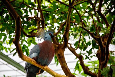 Western Crowned-Pigeon, başındaki dantelli tüylerden geliyor. Dünyanın en büyük güvercinleri arasında. Ormanların tahrip edilmesi ve tüylerinin avlanması tehdidi altında.