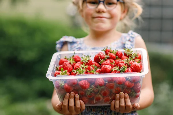 阳光灿烂的日子 从有机浆果农场拿着健康草莓盒的学龄前女孩快乐极了 笑的孩子 有新鲜成熟的红色浆果的孩子 吃草莓 — 图库照片