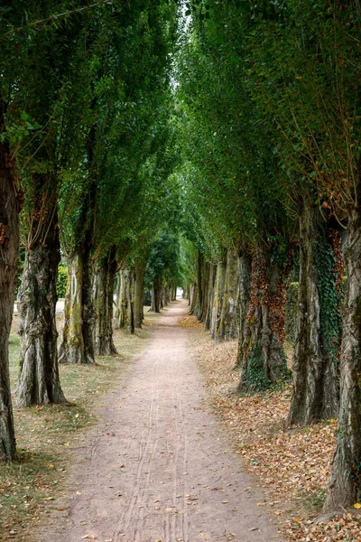 森林绿树成荫的小径 公园里漂亮的小巷 穿越黑暗森林的途径 — 图库照片