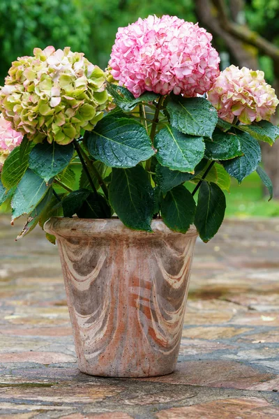 Pink hydrangea flowers in full bloom in clay pot in a garden. Hydrangea bushes blossom on sunny day. Flowering hortensia plant. Blossoming flowers in the spring.