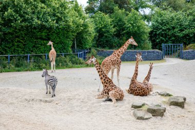 Vahşi yaşam parkında zürafalar ve zebralar, güneşli yaz gününde hayvanat bahçesi safarisi. Çocuklu aileler için etkinlik