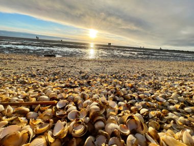 Sea shells on sand. sea waves on the golden sand at beach. Sunset on tropical island, ocean beach