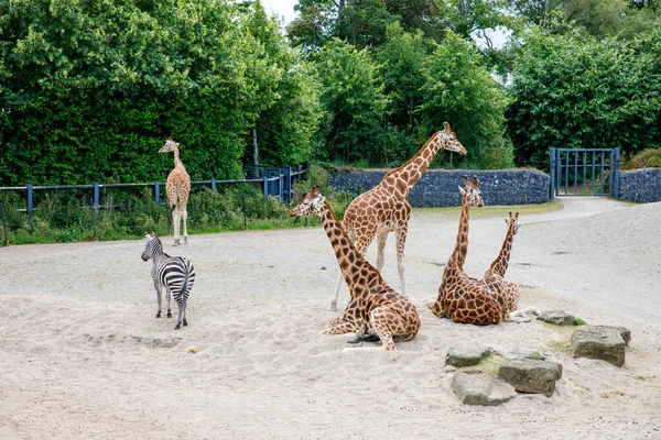 野生動物公園のキリンやシマウマ 晴れた夏の日の動物園サファリ 子供を持つ家族のための活動 — ストック写真