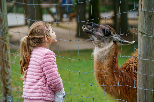 Blond preschool european girl feeding fluffy furry alpacas lama. Happy excited child feeds guanaco in a wildlife park. Family leisure and activity for vacations or weekend.