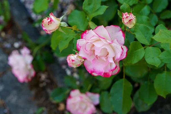 Rose Blume Auf Hintergrund Verschwommen Rosa Rosen Blühen Garten Der — Stockfoto