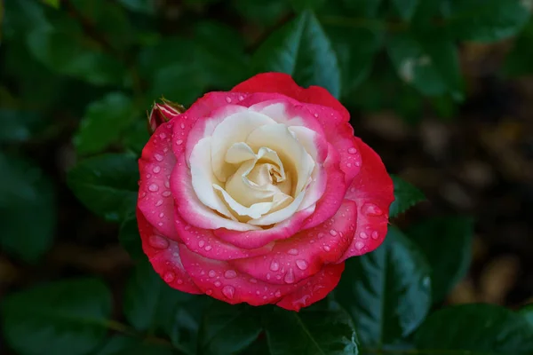Ein Schöner Garten Voller Rosa Rosen Verströmt Charme Und Gelassenheit — Stockfoto