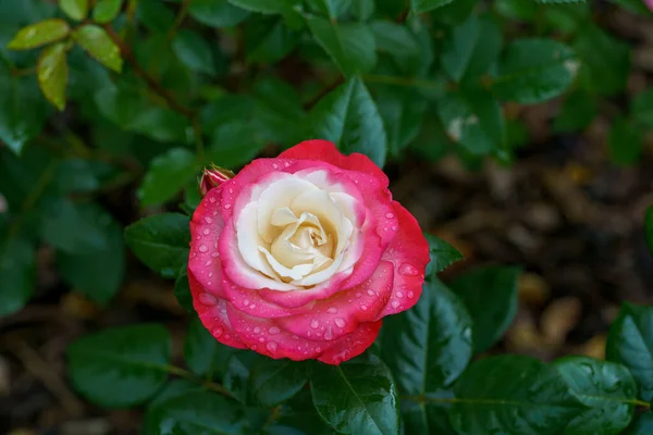 Ein Schöner Garten Voller Rosa Rosen Verströmt Charme Und Gelassenheit — Stockfoto