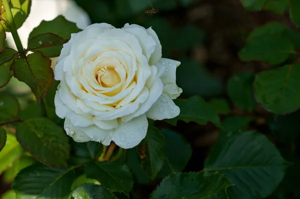 Bellissimo Giardino Pieno Rose Bianche Trasuda Fascino Serenità Fioriture Vibranti — Foto Stock