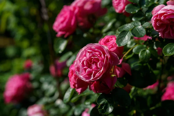 Bellissimo Giardino Pieno Rose Rosa Trasuda Fascino Serenità Fioriture Vibranti — Foto Stock