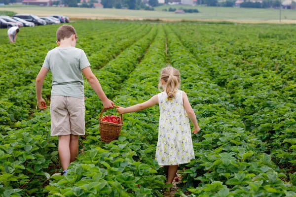2人の兄弟 就学前の女の子と夏にイチゴ農場を選ぶのが楽しい学校の少年 妹と弟は健康的な有機食品 新鮮なイチゴを食べる 収穫を助ける子供たち — ストック写真