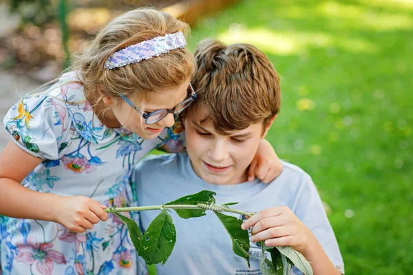 Little Preschool Girl School Kid Boy Watch Caterpillar Climb Plant — Stock Photo, Image
