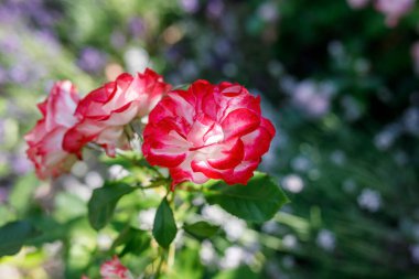 Arka plandaki gül çiçeği gül bahçesindeki pembe güller bulanık. Doğa