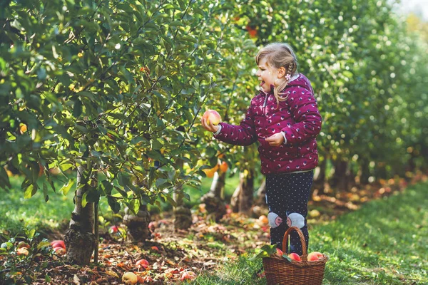 幼儿园的小女孩穿着五颜六色的衣服 在有机果园里放着一篮子红苹果 快乐蹒跚学步的孩子从树上采摘健康的水果 玩得很开心 小助手和农民 收获时间 — 图库照片