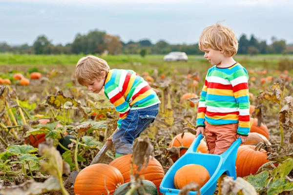 Two Little Children Enjoying Harvest Festival Celebration Pumpkin Patch Kids — Stock Photo, Image