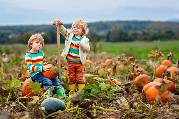 Two Little Children Enjoying Harvest Festival Celebration Pumpkin Patch Kids — Stock Photo, Image