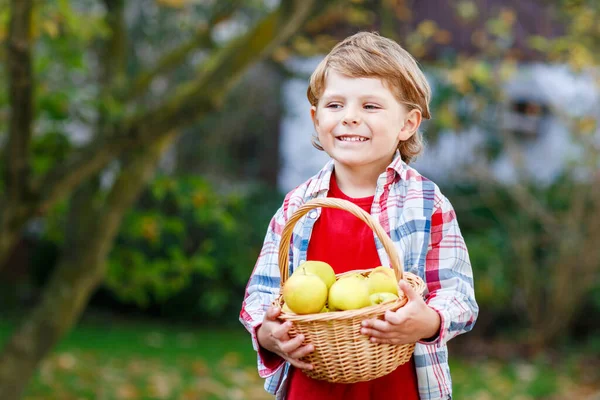 Criança Loira Feliz Ativa Menino Colhendo Comendo Maçãs Fazenda Orgânica — Fotografia de Stock