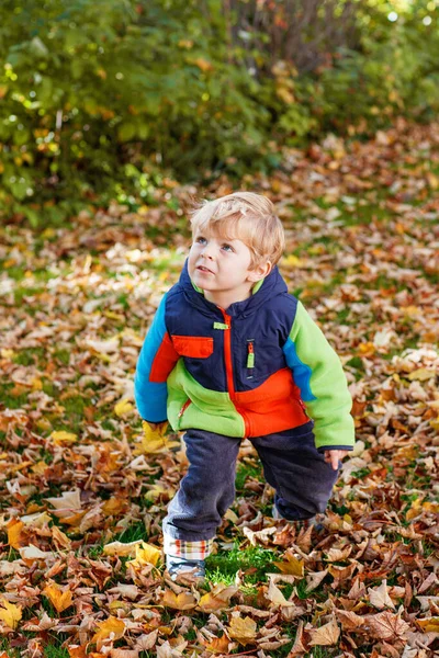 可愛い男の子がカエデの葉を屋外で遊んでいます 秋の公園を歩く幸せな子供 幼児の赤ん坊は流行のジャケットを身に着けている ブロンドの男の子の肖像画笑顔 秋のファッション 外のおしゃれな子供 — ストック写真