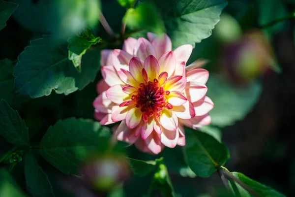 Rosa Dahlienblüte Echten Garten Geringe Tiefenschärfe — Stockfoto