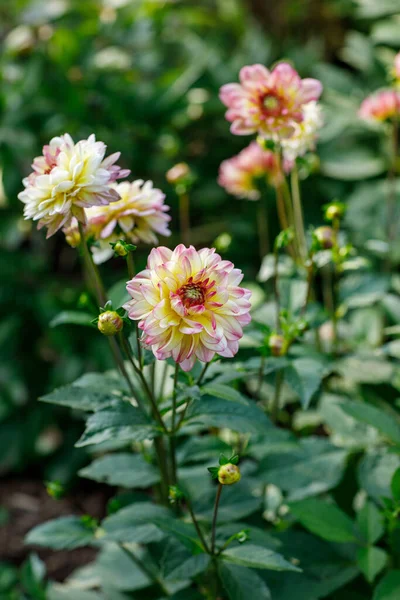Wunderschöne Rosa Dahlien Staudenblumen Hobby Gartenarbeit — Stockfoto