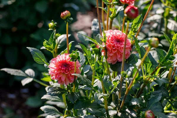 Vackra Rosa Dahlior Fleråriga Blommor Hobby Trädgårdsarbete — Stockfoto