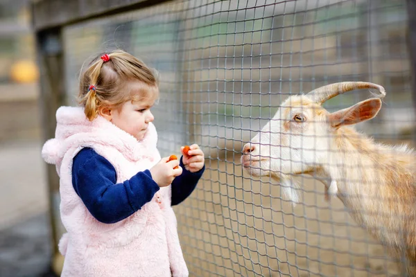 귀엽고 귀여운 소녀가 염소들에게 먹이를 아이들의 농장에서 먹이고 있습니다 아름다운 — 스톡 사진