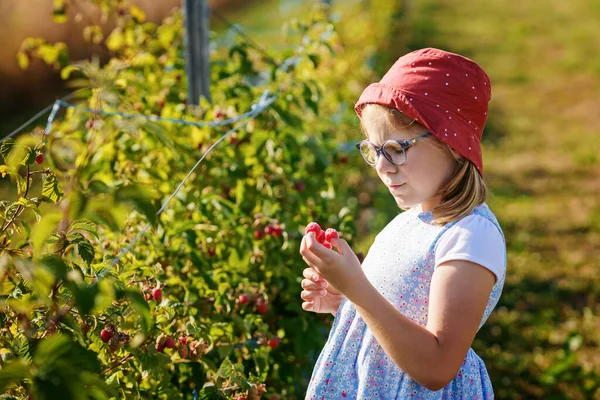 Urocza Dziewczynka Jedząca Maliny Organicznej Wybierz Berry Farm Słodkie Dziecko — Zdjęcie stockowe