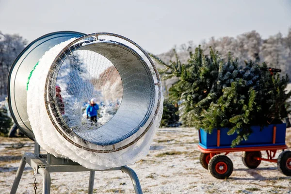 Blue Car Carriage Pushcart Wheelbarrow Christmas Tree Fir Tree Cutting — Stock Photo, Image