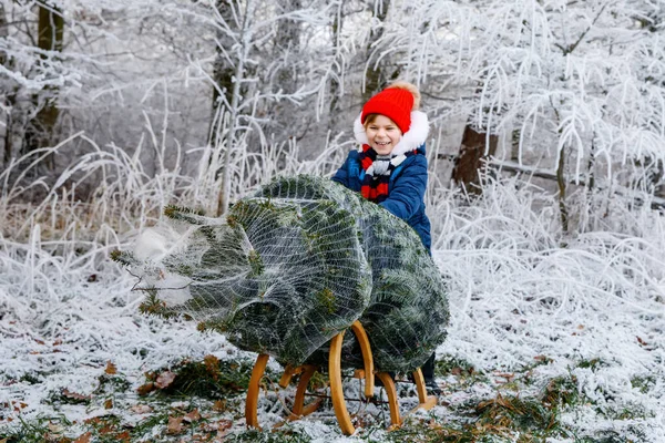 Happy Little Girl Pushing Christmas Tree Sleigh Cute Preschool Child — Stock Photo, Image