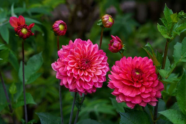 Gorgeous Pink Dahlias Perennial Dahlia Flowers Hobby Gardening — Stock Photo, Image