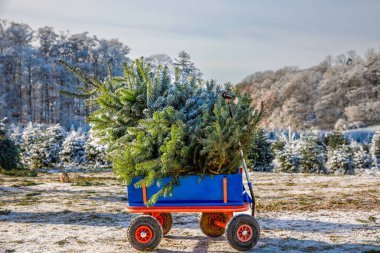 Mavi araba arabası ya da köknar ağacında ağaç kesen el arabası. Ormanda kendi Noel ağacını, Almanya 'da aile geleneğini seçen, kesen ve kesen aileler.