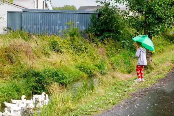 Kleines Vorschulmädchen Mit Regenschirm Beobachtet Entengruppe Glückliches Kind Und Entenfamilie — Stockfoto