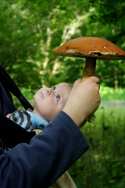 Little Baby Big Mushroom Father Cute Son Picking Mushrooms Autumn — Stock Photo, Image