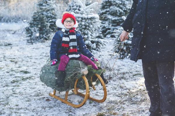Happy Little Girl Dad Pushing Christmas Tree Sleigh Preschool Child — Stock Photo, Image