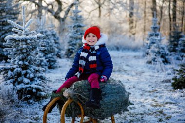 Noel ağacında kızakta oturan mutlu küçük kız. Köknar ağacı kesen şirin anaokulu çocuğu. Ormanda kendi Noel ağacını seçmek, kesmek ve kesmek, Almanya 'da aile geleneği..