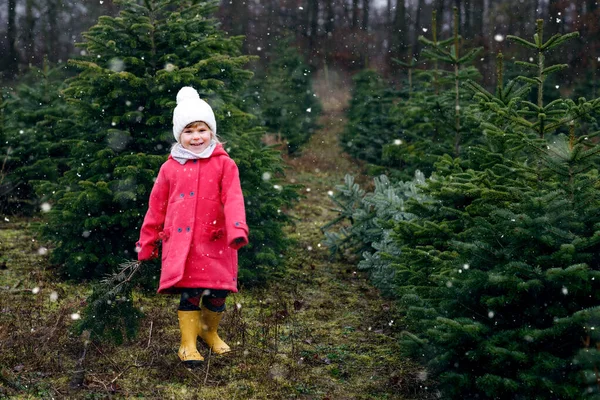 Köknar ağacında Noel ağacı kesen sevimli küçük kız. Kışın giyinen mutlu çocuk ormanda kendi Xmas ağacını seçiyor ve kesiyor. Almanya 'da aile geleneği..