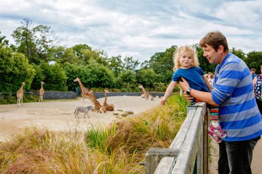 Şirin şirin bebek kız ve babası hayvanat bahçesinde zürafayı izleyip besliyor. Mutlu bebek, kız ve baba, sıcak yaz gününde aile hayvanlarla safari parkında eğleniyor. İrlanda.