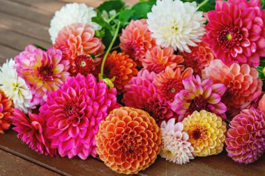 Farklı pembe, turuncu ve beyaz Dahlia çiçekleri. Renkli yıldız çiçeği, duvar kağıdı arkaplanı. Çiçek açan dalias çiçekleri.