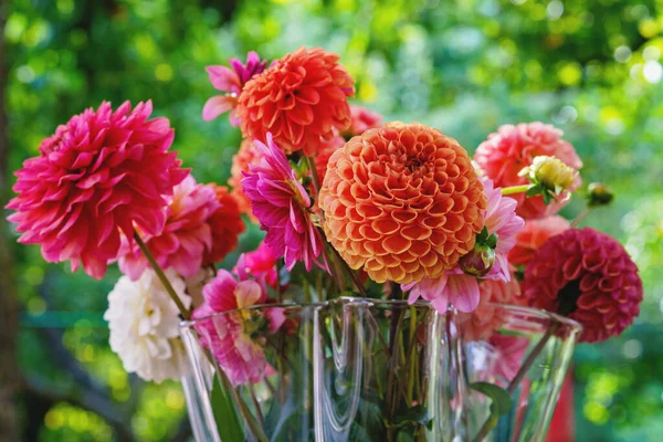 Arka planda sonbahar bahçesi olan bir vazoda farklı pembe, turuncu ve beyaz Dahlia çiçekleri. Renkli yıldız çiçeği, duvar kağıdı arkaplanı. Çiçek açan dalias çiçekleri.