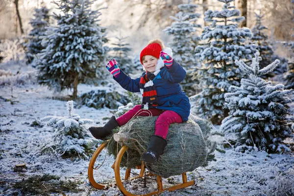Happy little girl sitting on Christmas tree on sleigh. Cute preschool child on fir tree cutting plantation. Family choosing, cut and felling own xmas tree in forest, family tradition in Germany.