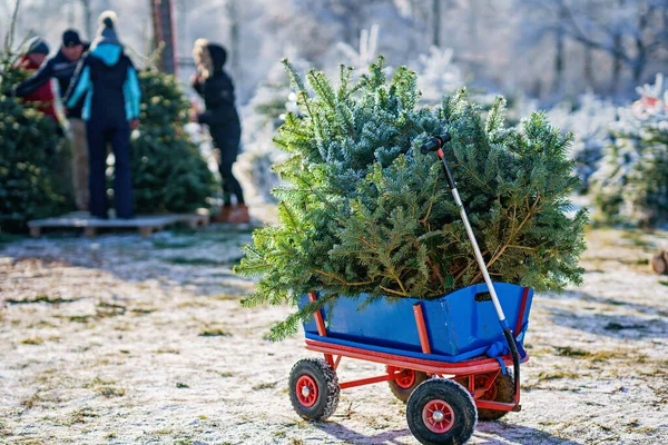 Blue Car Carriage Pushcart Wheelbarrow Christmas Tree Fir Tree Cutting — Stock Photo, Image