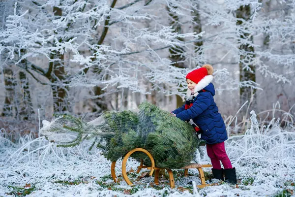 Happy Little Girl Pushing Christmas Tree Sleigh Cute Preschool Child — Stock Photo, Image