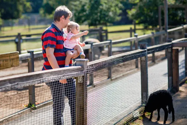 Adorable Cute Toddler Girl Young Father Feeding Little Goats Sheeps — Stock Photo, Image