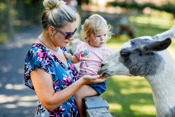 子供の農場でラマとアルパカを食べている愛らしいかわいい幼児の少女と若い母親 動物園に動物を飼う美しい赤ちゃんの子供 家族の週末の休暇で一緒に女性と娘 — ストック写真