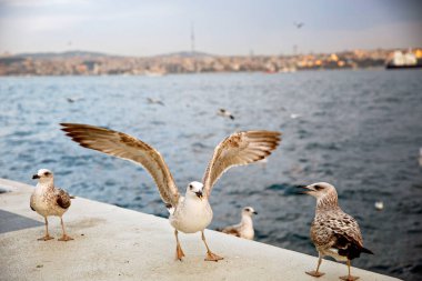 Boğaz, İstanbul ve Türkiye 'de çok sayıda martı