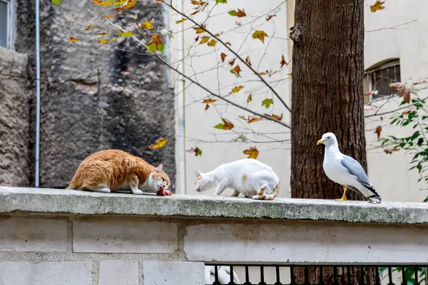 Two cats and seagull in Istanbul, Turkey. Homeless cats. Homeless animals theme. homeless stray street cat eating food inside a store in the center of Istanbul.